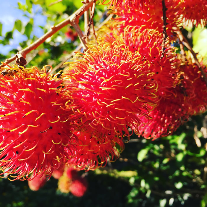 rambutans